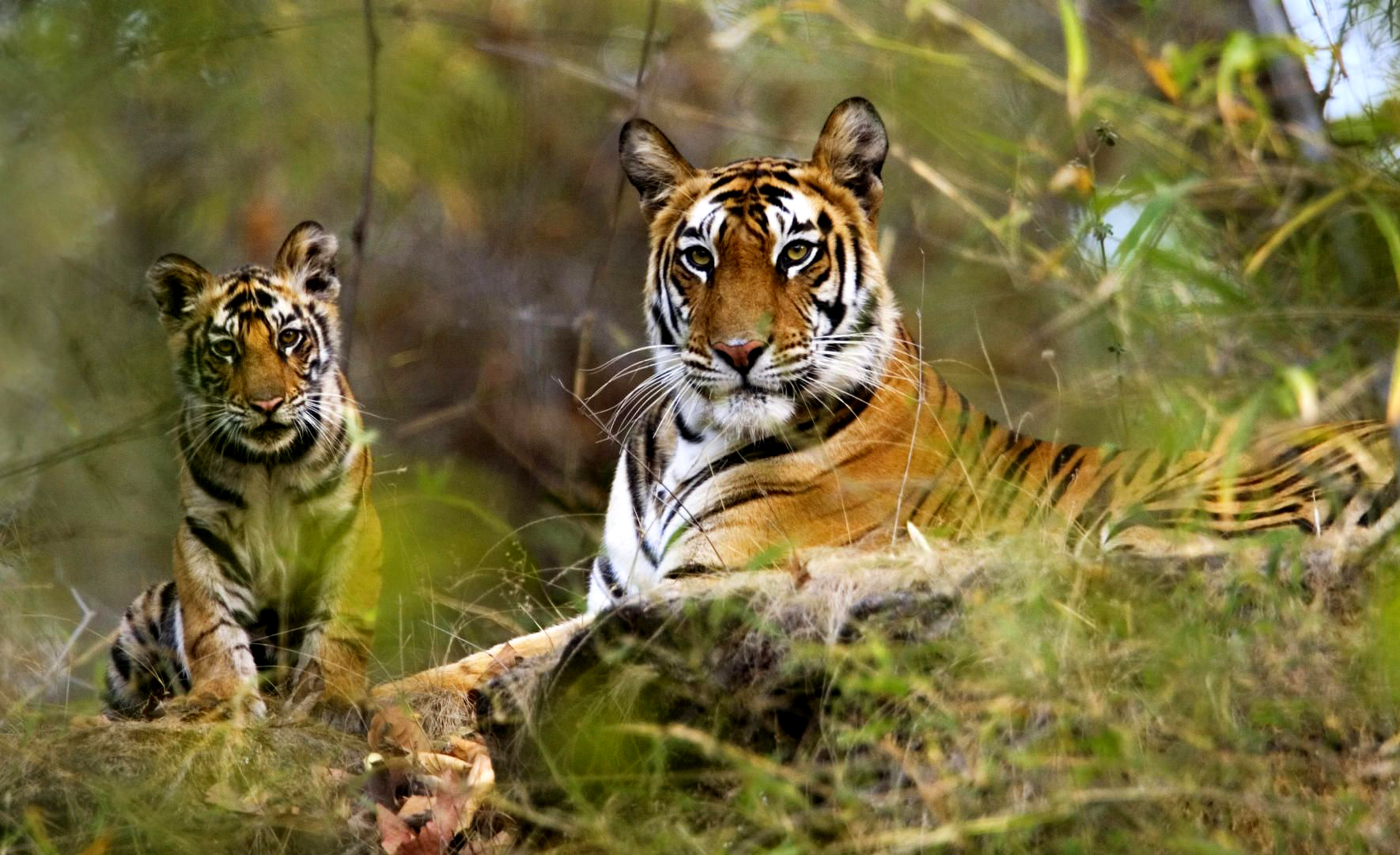 Wildlife India